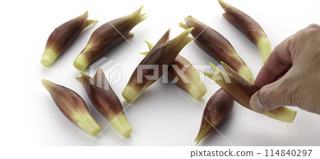 Fresh myoga (white background) Fresh myoga (white background) 114840297