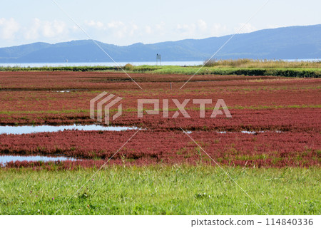 Coral grass community Coral grass community 114840336