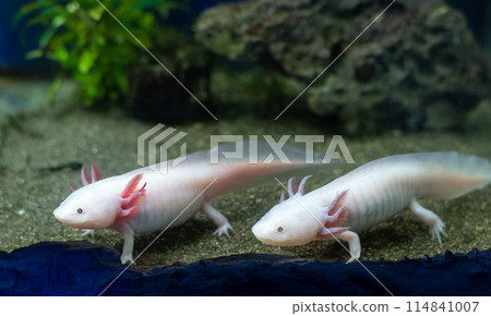 Axolotl aquarium, salamander, nature. Cute axolotl exotic aquarium pets. Axolotl aquarium, salamander, nature. Cute axolotl exotic aquarium pets. 114841007