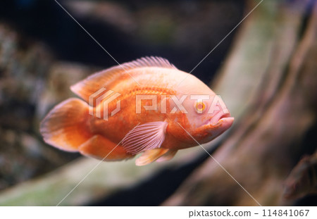 Albino Oscar fish in fresh water Aquarium on blue background. The oscar Astronotus ocellatus names tiger oscar, velvet cichlid, and marble cichlid 114841067
