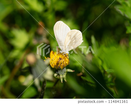 White butterfly 114841161