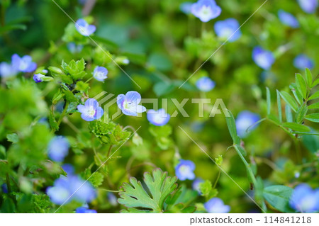Spring wildflowers: Veronica persica 114841218