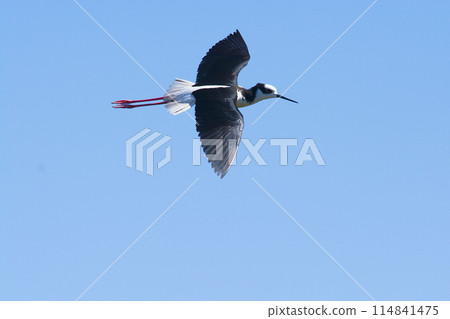 Black necked Stilt, Himantopus melanurus, La Pampa Argentina Black necked Stilt, Himantopus melanurus, La Pampa Argentina 114841475