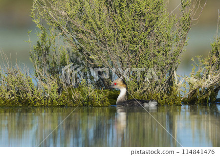 Silvery Grebe in Pampas Lagoon, La Pampa Province, Patagonia, Argentina. Silvery Grebe in Pampas Lagoon, La Pampa Province, Patagonia, Argentina. 114841476