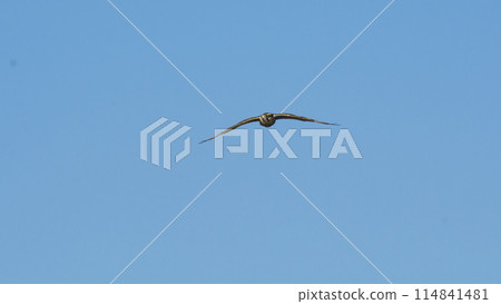 Aplomado falcon in flight, Patagonia Argentina. Aplomado falcon in flight, Patagonia Argentina. 114841481