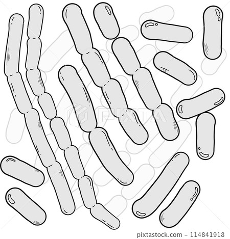 outline of Lactobacillus bacteria 114841918