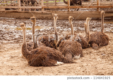 African ostrich walk in the paddock. Common Ostrich is the largest living bird on the planet.. African ostrich walk in the paddock. Common Ostrich is the largest living bird on the planet.. 114841925