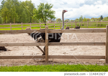 African ostrich walk in the paddock. Common Ostrich is the largest living bird on the planet.. African ostrich walk in the paddock. Common Ostrich is the largest living bird on the planet.. 114841927