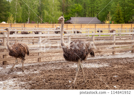 African ostrich walk in the paddock. Common Ostrich is the largest living bird on the planet.. African ostrich walk in the paddock. Common Ostrich is the largest living bird on the planet.. 114841932