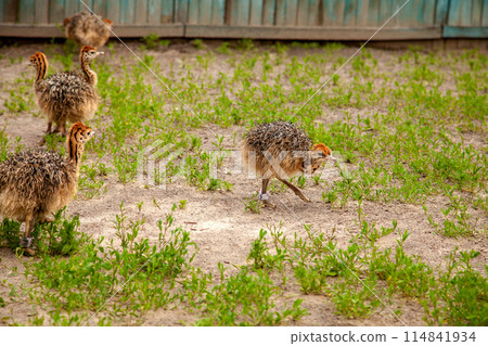 Small african ostriches walk in the paddock. Common Ostrich is the largest living bird on the planet.. 114841934