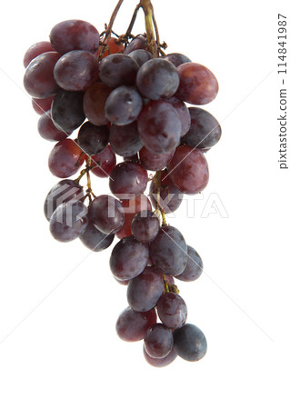 Bunch of organic black grapes isolated on white background. Bunch of organic black grapes isolated on white background. 114841987