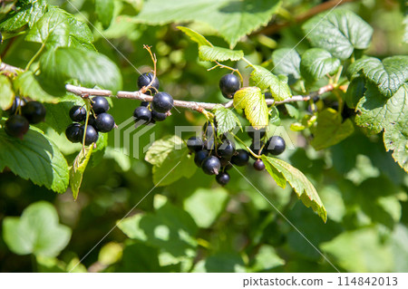 Black currant berries growing on a bush. 114842013