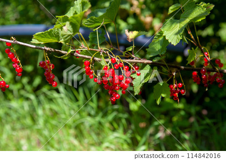 Branch of ripe red currant on currant bush in a garden. 114842016
