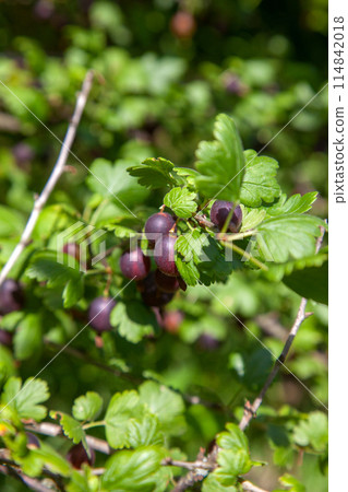 Ripe gooseberries in the garden on the bush. . 114842018