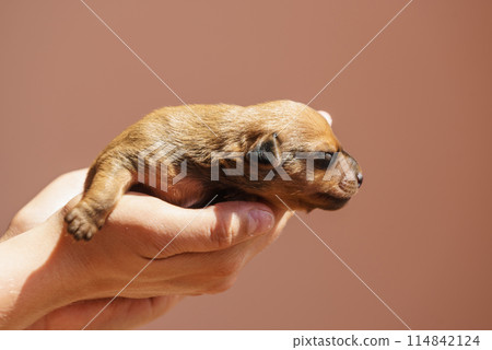 Little dachshund dog puppy newborn 114842124