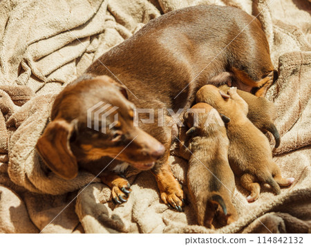 Little dachshund mom feeding puppies newborns Little dachshund mom feeding puppies newborns 114842132
