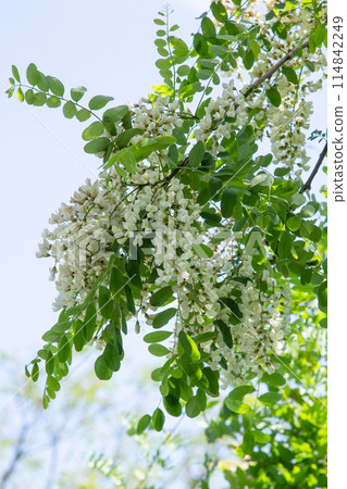 Flower of falseacacia 114842249