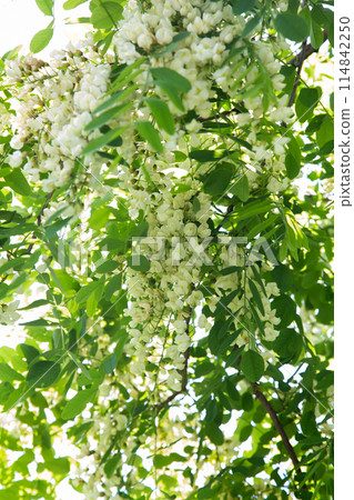 falseacacia花 114842250