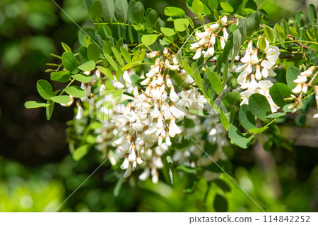 falseacacia花 114842252