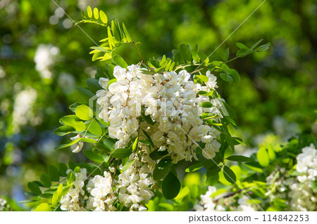 Flower of falseacacia 114842253