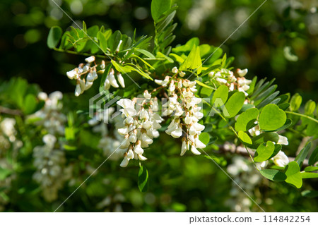 Flower of falseacacia Flower of falseacacia 114842254