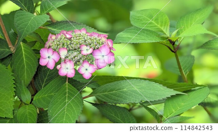 粉紅色的繡球花 114842543