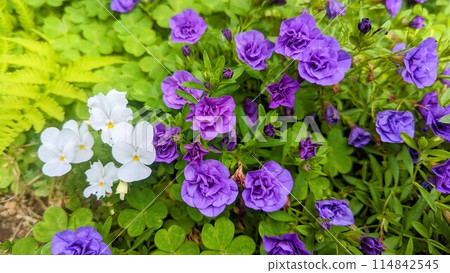 白色和紫色的花朵 白色和紫色的花朵 114842545