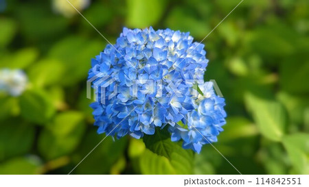 藍色繡球花 藍色繡球花 114842551