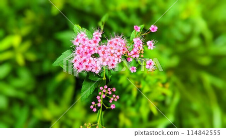 Shimotsuke的花 Shimotsuke的花 114842555