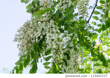 Harienge之花 114842557