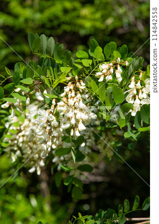 Flower of Harienge 114842558