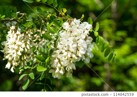 Flower of Harienge 114842559