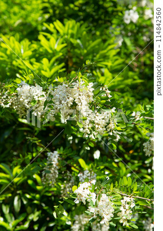 Harienge之花 114842560