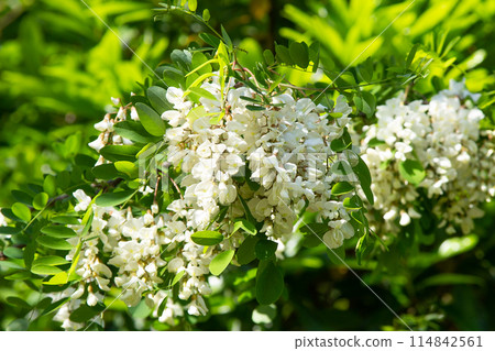 Harienge之花 114842561