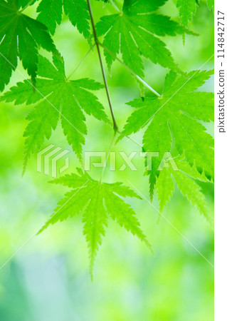 Fresh green Fresh green 114842717