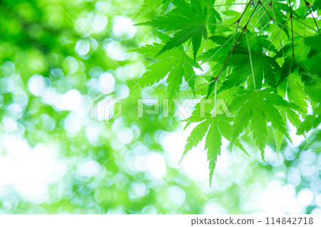 Fresh green Fresh green 114842718