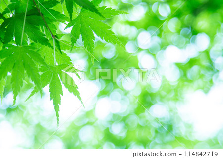 鮮綠色 鮮綠色 114842719