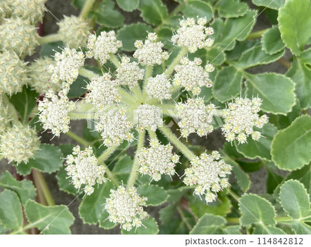 Hamabofuu(哈馬防風林)之花 Hamabofuu(哈馬防風林)之花 114842812