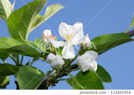 Apple flowers Apple flowers 114842958