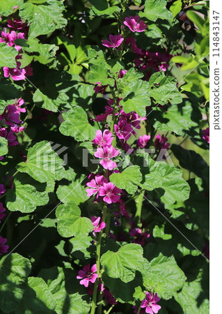 Red-purple mallow flowers blooming in the spring garden Red-purple mallow flowers blooming in the spring garden 114843147
