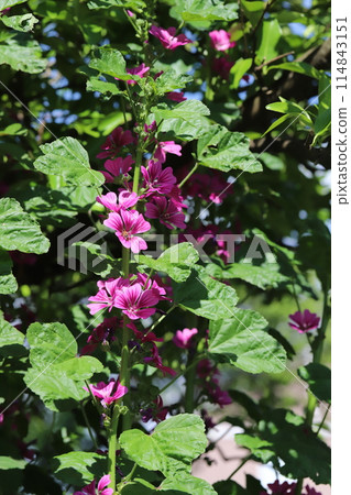 Red-purple mallow flowers blooming in the spring garden 114843151