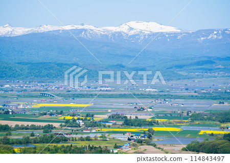 [Takikawa, Hokkaido] A field of rapeseed flowers spreads out as far as the eye can see 114843497