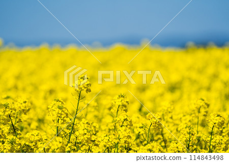 [Takikawa, Hokkaido] A field of rapeseed flowers spreads out as far as the eye can see 114843498