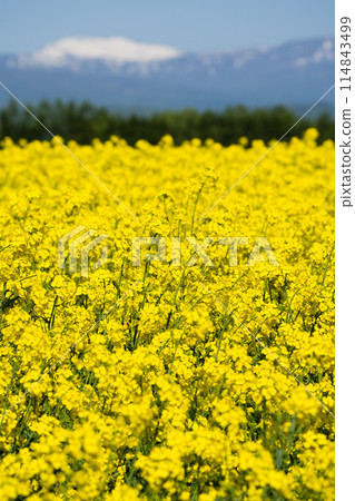 [Takikawa, Hokkaido] A field of rapeseed flowers spreads out as far as the eye can see 114843499