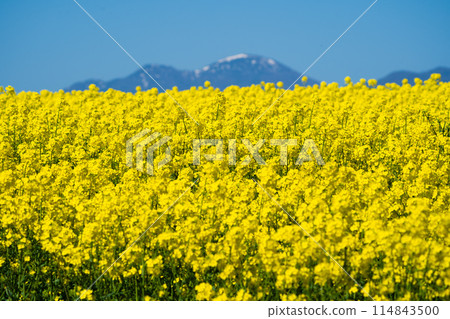 [北海道/瀧川] 一片油菜花田 114843500