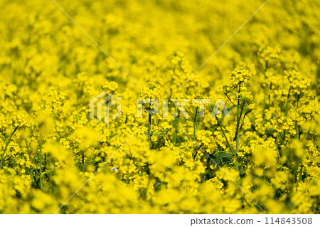 [Takikawa, Hokkaido] A field of rapeseed flowers spreads out as far as the eye can see 114843508