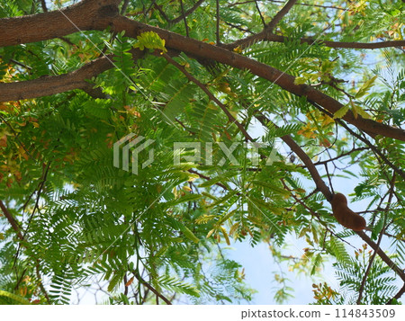 sky, tree, wood 114843509