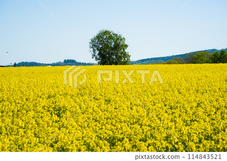 [Takikawa, Hokkaido] A field of rapeseed flowers spreads out as far as the eye can see 114843521