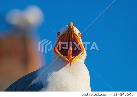 Seagull with open mouth close-up against blue sky and blurred structure. The gaze looks in front of him, the tongue and other structures of the oral cavity are visible, he screams, causes the male 114843545