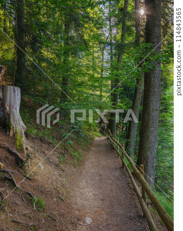 forest scenery with green trail in summer. nature landscape with fence along the path forest scenery with green trail in summer. nature landscape with fence along the path 114843565